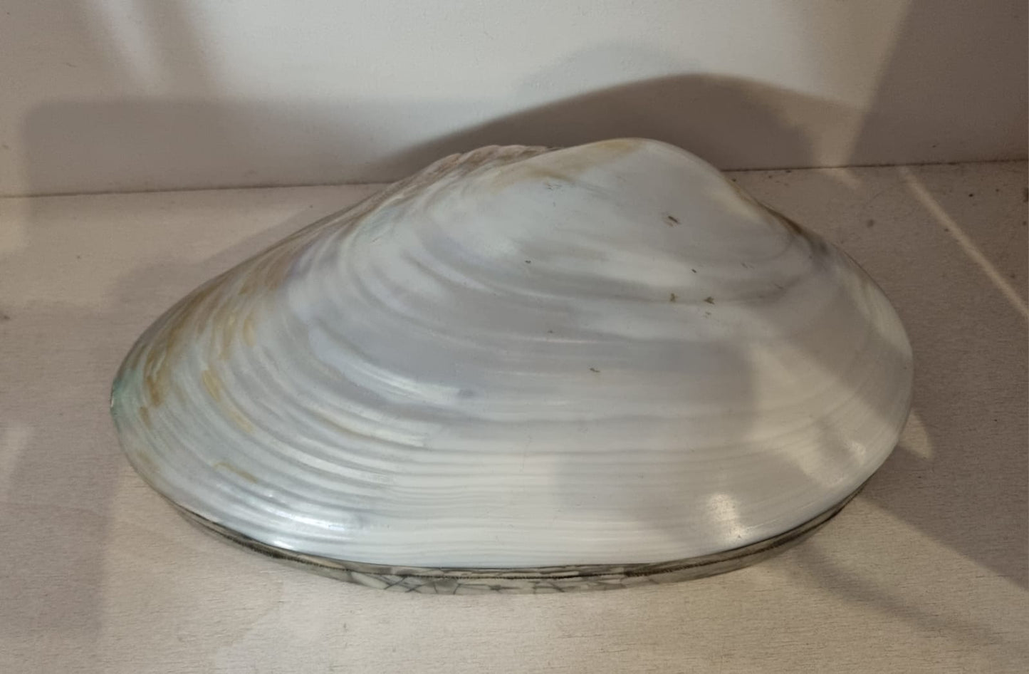 scatola conchiglia