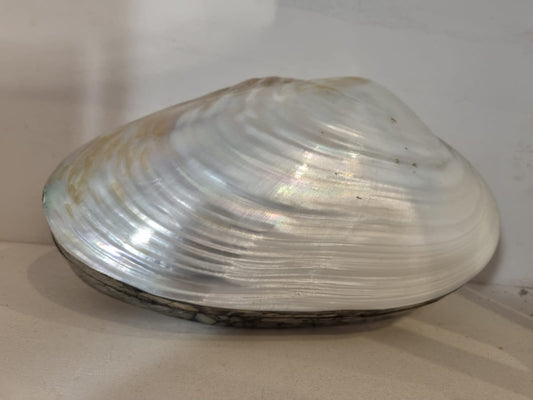 scatola conchiglia